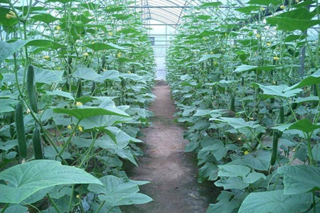 黄瓜水溶肥施用效果