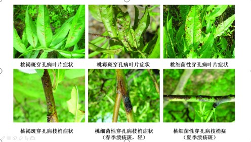 桃树穿孔病对比1.jpg