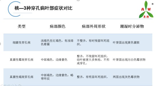 桃树穿孔病对比2.jpg